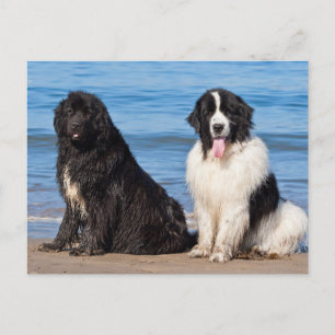 VS, Californië. Newfoundlanders Zitten Briefkaart