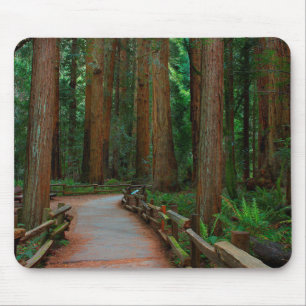 VS, Californië. Pad tussen de rode bomen in Muir Muismat