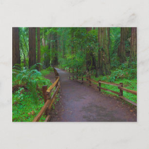 VS, Californië. Pad tussen Redwoods Briefkaart