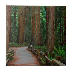 VS, Californië. Pad tussen Redwoods in Muir Tegeltje