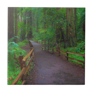 VS, Californië. Pad tussen Redwoods Tegeltje