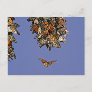 VS, Californië, Pismo Beach. Monarch Briefkaart