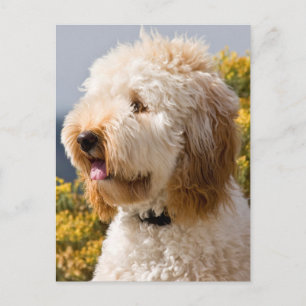 VS, Californië. Portret van Labradoodle 3 Briefkaart