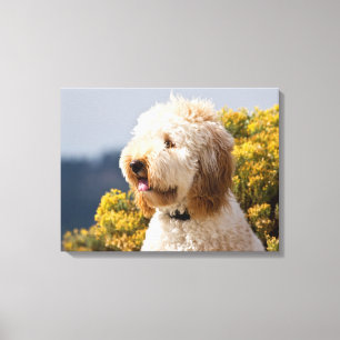 VS, Californië. Portret van Labradoodle 3 Canvas Afdruk