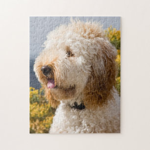 VS, Californië. Portret van Labradoodle 3 Legpuzzel