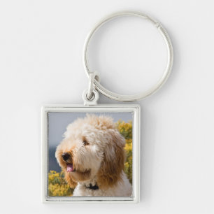 VS, Californië. Portret van Labradoodle 3 Sleutelhanger
