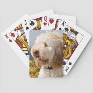 VS, Californië. Portret van Labradoodle 3 Speelkaarten