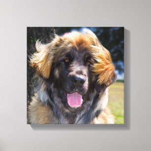 VS, Californië. Portret van zittende Leonberger Canvas Afdruk