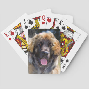 VS, Californië. Portret van zittende Leonberger Pokerkaarten