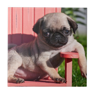 VS, Californië. Pugg puppy hangt onderuit Tegeltje