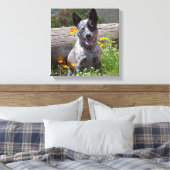 VS, Californië. Queensland Healer Sitting 2 Canvas Afdruk (Insitu (Slaapkamer))