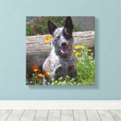 VS, Californië. Queensland Healer Sitting 2 Canvas Afdruk (Insitu (Houten vloer))