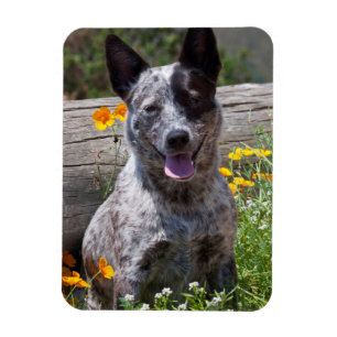 VS, Californië. Queensland Healer Sitting 2 Magneet