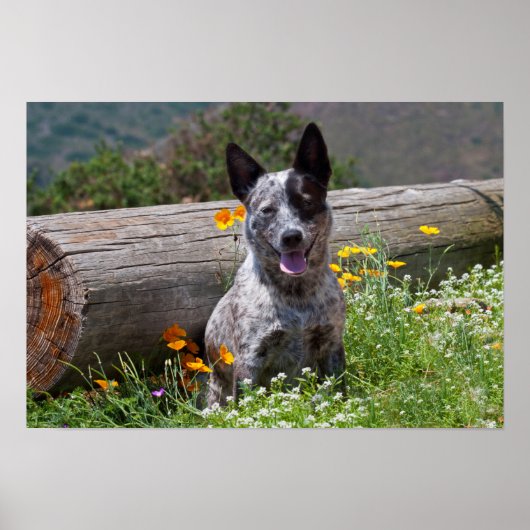 VS, Californië. Queensland Healer Sitting 2 Poster (Voorkant)