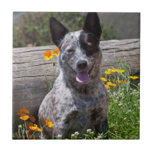 VS, Californië. Queensland Healer Sitting 2 Tegeltje