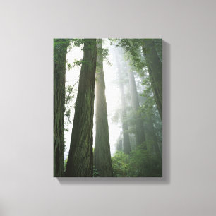 VS, Californië, Redwood National Park, 2 Canvas Afdruk