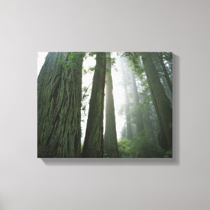 VS, Californië, Redwood National Park, Canvas Afdruk