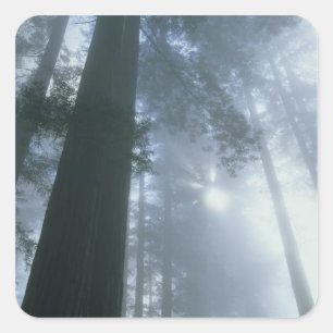 VS, Californië, Redwood National Park, Del Vierkante Sticker