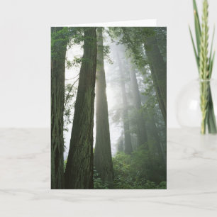VS, Californië, Redwood National Park. Kaart