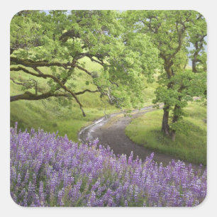VS, Californië, Redwood National Park. Onverharde Vierkante Sticker