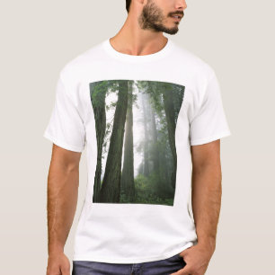 VS, Californië, Redwood National Park, T-shirt