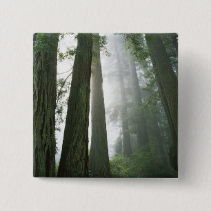 VS, Californië, Redwood National Park, Vierkante Button 5,1 Cm