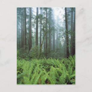 VS, Californië, Redwood NP. Ferns en Briefkaart