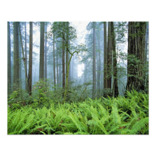 VS, Californië, Redwood NP. Redwoodbomen Foto Afdruk