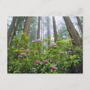 VS, Californië, Redwood NP. Rhododendron Briefkaart