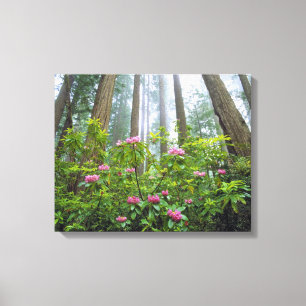 VS, Californië, Redwood NP. Rhododendron Canvas Afdruk