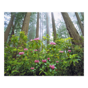 VS, Californië, Redwood NP. Rhododendron Foto Afdruk