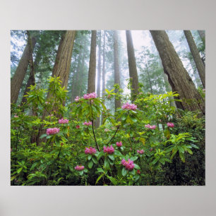 VS, Californië, Redwood NP. Rhododendron Poster