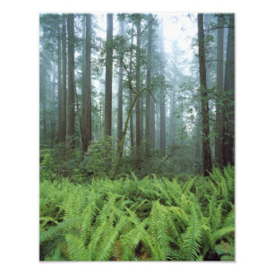 VS, Californië, Redwood NP. Varens en Foto Afdruk