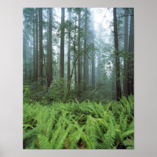 VS, Californië, Redwood NP. Varens en Poster