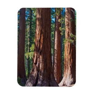 VS, Californië. Reuzenboomstam, Mariposa Magneet