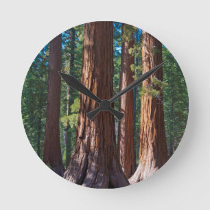 VS, Californië. Rode stam van een sequoia, Maripos Ronde Klok
