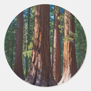 VS, Californië. Rodeboomstam, Mariposa Ronde Sticker