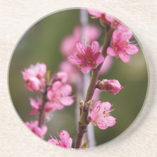 VS, Californië. Roze Bloesems Aan Een Boom Zandsteen Onderzetter