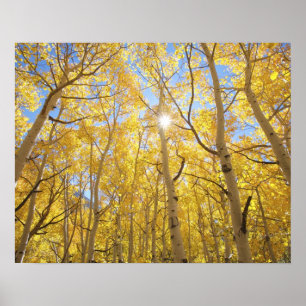 VS, Californië, Sierra Nevada-gebergte. Herfst Poster