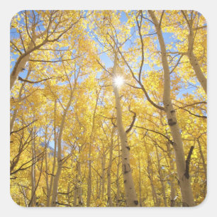 VS, Californië, Sierra Nevada-gebergte. Herfst Vierkante Sticker