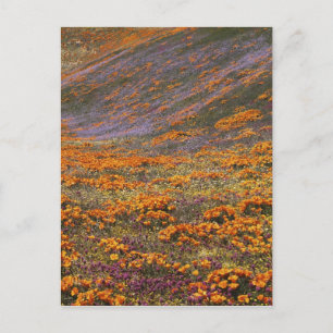 VS, Californië, Tehachapi-bergen, 2 Briefkaart