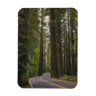 VS, Californië, weg door het bos 2 van sequoia Magneet