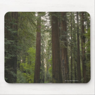VS, Californië, weg door het bos 2 van sequoia Muismat
