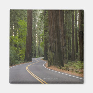 VS, Californië, weg door het bos van sequoia Magneet