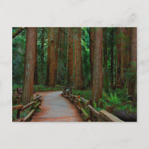 VS, Californië. Weg tussen kustmammoetbomen in Mui Briefkaart