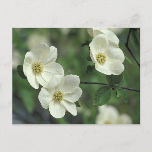 VS, Californië, Yosemite NP, langs Merced Briefkaart (Voorkant)