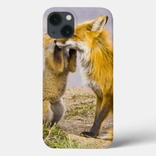 VS, Colorado, Breckenridge. Rood fox moeder 2 iPhone 13 Hoesje