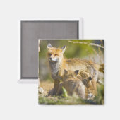 VS, Colorado, Breckenridge. Rood fox moeder 3 Magneet (Voorkant / Achterkant)