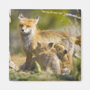 VS, Colorado, Breckenridge. Rood fox moeder 3 Magneet