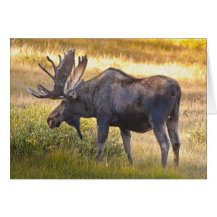 VS, Colorado, Cameron Pass. Eland mannetjeseland